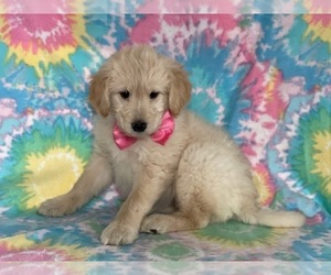 American Eskimo Dog-Goldendoodle Mix Puppy for sale in LANCASTER, PA, USA