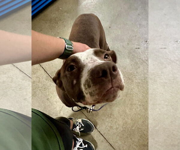 Medium Photo #14 American Pit Bull Terrier-Unknown Mix Puppy For Sale in Germantown, OH, USA