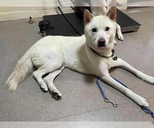 Mutt Dogs for adoption in Pasadena, CA, USA