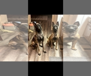 Belgian Malinois Puppy for Sale in HUNTSVILLE, Texas USA