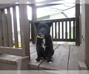 Border Collie-Shiba Inu Mix Puppy for sale in DUNDEE, OH, USA