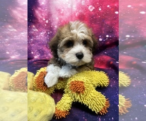 Havanese Puppy for Sale in LIVONIA, Michigan USA