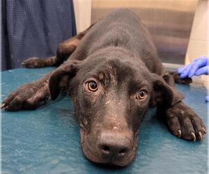 Labrador Retriever-Unknown Mix Dogs for adoption in Mobile, AL, USA