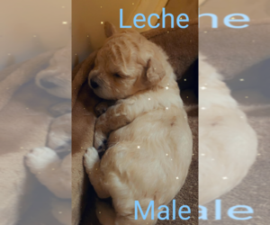 Pom-A-Poo-Shih-Poo Mix Puppy for sale in IRONDEQUOIT, NY, USA