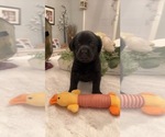 Small Photo #6 Labrador Retriever Puppy For Sale in BRYANTOWN, MD, USA