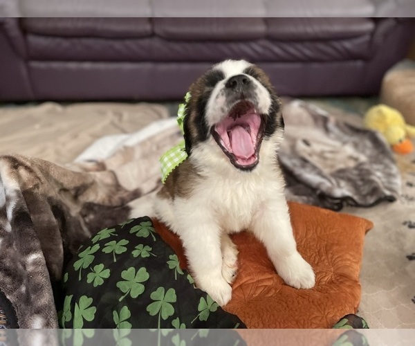Medium Photo #8 Saint Bernard Puppy For Sale in SAVANNAH, MO, USA