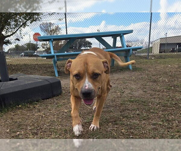 Medium Photo #2 American Pit Bull Terrier Puppy For Sale in Ocala, FL, USA