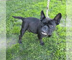 Small French Bulldog