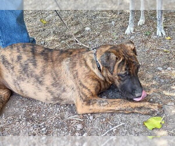 Medium Photo #2 Mutt Puppy For Sale in Golden Valley, AZ, USA