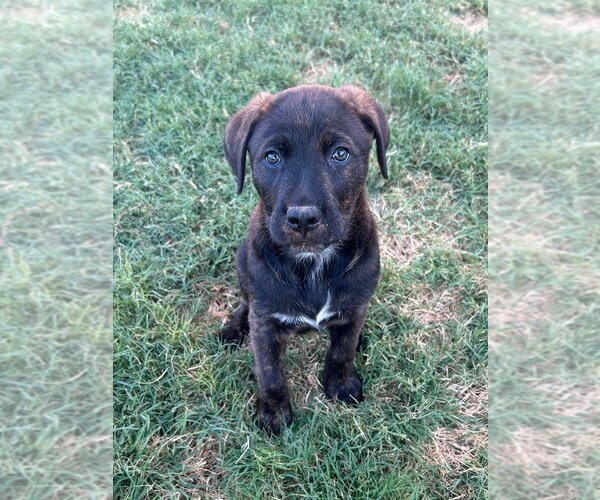 Medium Photo #7 Labrador Retriever-Unknown Mix Puppy For Sale in Flower Mound, TX, USA