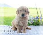 Small #4 Golden Retriever