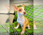 Small #1 Chihuahua Mix