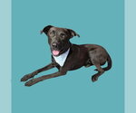 Small Labrador Retriever