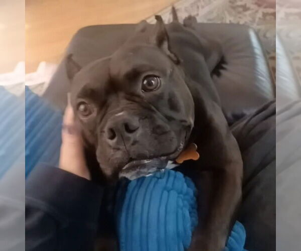 Medium Photo #2 Staffordshire Bull Terrier Puppy For Sale in Minneapolis, MN, USA