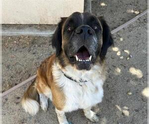 Saint Bernard-Unknown Mix Dogs for adoption in Martinez, CA, USA