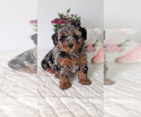 Medium Photo #7 Poodle (Miniature) Puppy For Sale in GOSHEN, IN, USA