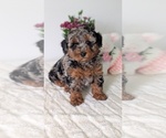 Small #6 Poodle (Miniature)