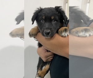 Australian Shepherd Puppy for sale in TUCSON, AZ, USA
