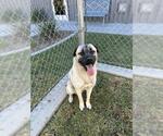 Small Anatolian Shepherd Mix
