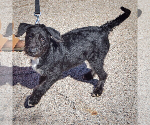 Medium Photo #3 Mutt Puppy For Sale in Huntley, IL, USA