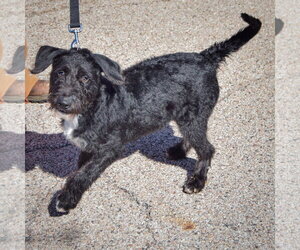 Turtle - Male Mutt Dog for Adoption - Photo #3