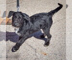 Small Photo #3 Mutt Puppy For Sale in Huntley, IL, USA