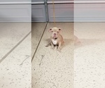 Small Photo #7 American Pit Bull Terrier Puppy For Sale in STKN, CA, USA