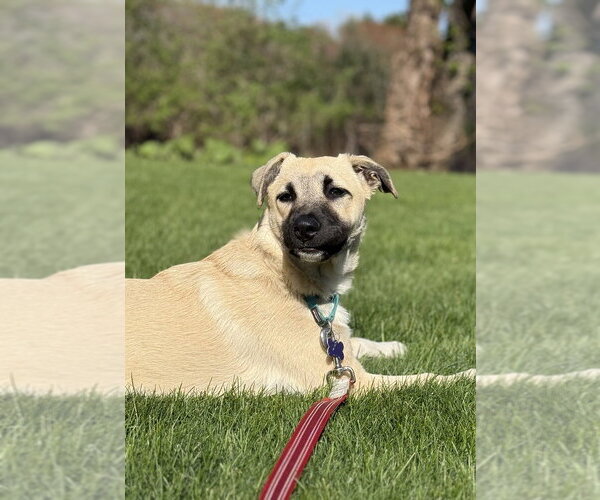 Medium Photo #17 Great Pyrenees-Unknown Mix Puppy For Sale in Oak Bluffs, MA, USA