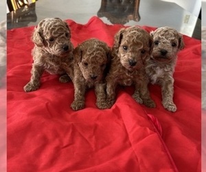 Poodle (Toy) Litter for sale in MADERA, CA, USA