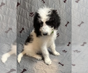 Bernedoodle Puppy for sale in OLPE, KS, USA