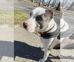 Small #16 American Pit Bull Terrier Mix