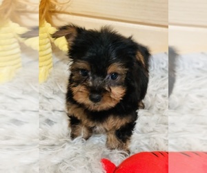Yorkshire Terrier Puppy for sale in CROSSVILLE, TN, USA