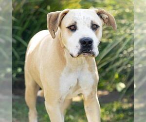Mutt Dogs for adoption in Camarillo, CA, USA