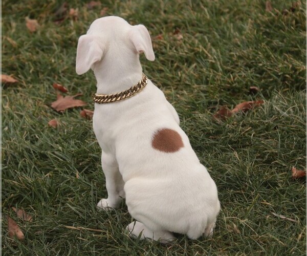 Medium Photo #3 Boxer Puppy For Sale in SHIPSHEWANA, IN, USA