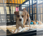 Small Photo #2 Chihuahua-Unknown Mix Puppy For Sale in Cranston, RI, USA