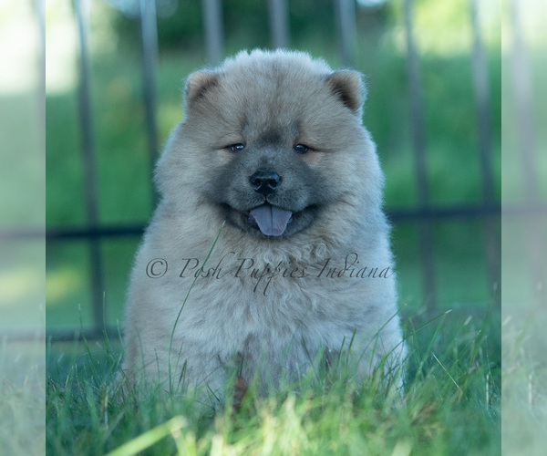 Medium Photo #6 Chow Chow Puppy For Sale in WARSAW, IN, USA