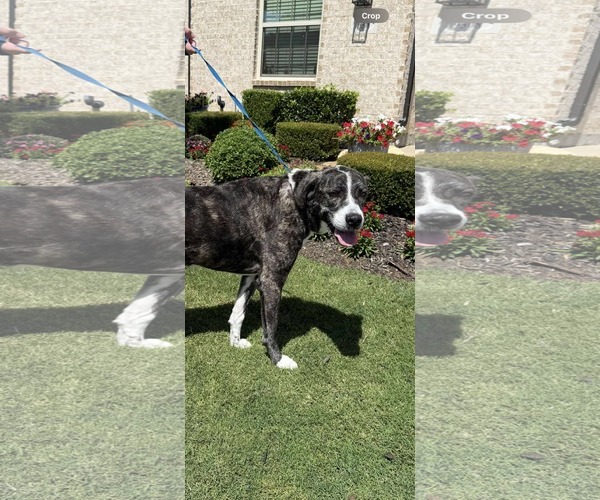 Medium Photo #4 Great Dane-Unknown Mix Puppy For Sale in Dallas, TX, USA