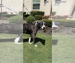 Small #3 Great Dane Mix