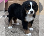 Small Photo #5 Bernese Mountain Dog Puppy For Sale in SHERIDAN, MI, USA