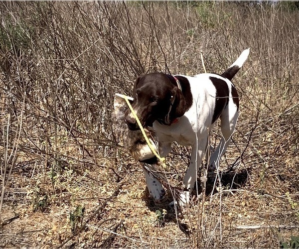 Medium Photo #3 German Shorthaired Pointer Puppy For Sale in CORONA, CA, USA