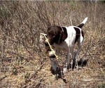 Small #2 German Shorthaired Pointer
