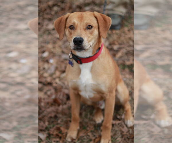 Medium Photo #2 Mountain Cur-Unknown Mix Puppy For Sale in Cookeville, TN, USA