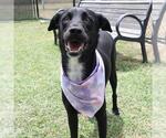 Small Photo #3 Labrador Retriever-Unknown Mix Puppy For Sale in San Antonio, TX, USA