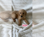 Small Photo #7 Golden Retriever Puppy For Sale in ANTIOCH, CA, USA