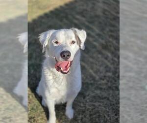 Great Pyrenees-Unknown Mix Dogs for adoption in Temple, TX, USA