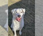 Small Great Pyrenees Mix