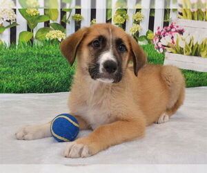 German Shepherd Dog-Unknown Mix Dogs for adoption in Oroville, CA, USA