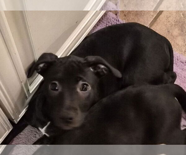 Medium Photo #11 American Pit Bull Terrier-Unknown Mix Puppy For Sale in Holly Springs, NC, USA