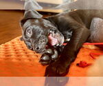 Small #2 Labrador Retriever Mix