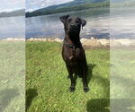 Small #1 Labrador Retriever Mix